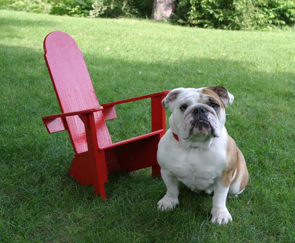Bulldog next to a mini red Adirondack chair at Basin Harbor