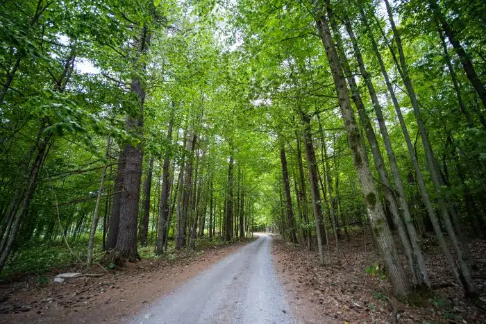 A road through the woods