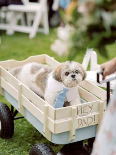 Small dog being towed in a wagon down the aisle at a wedding ceremony