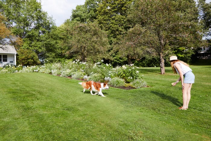 BH_Furry Friends - Cottage - Dog and Girl 3 A dog playing fetch