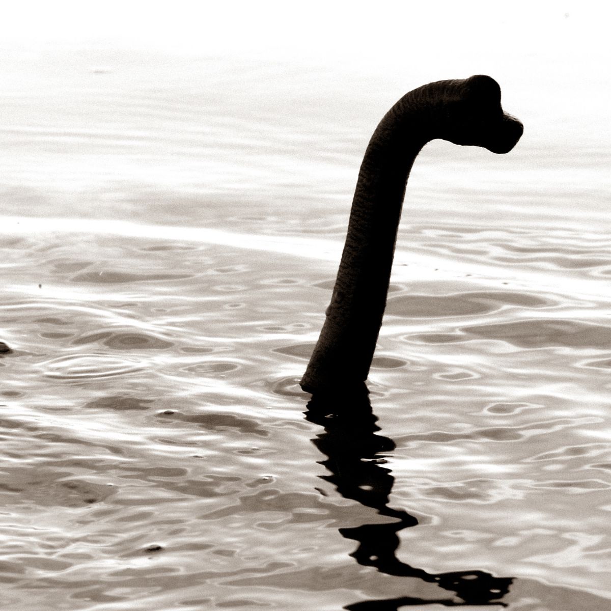 Image of Champ Monster with head and neck above the surface on Lake Champlain.
