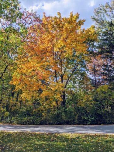 basin harbor beautifucl tree in the fall